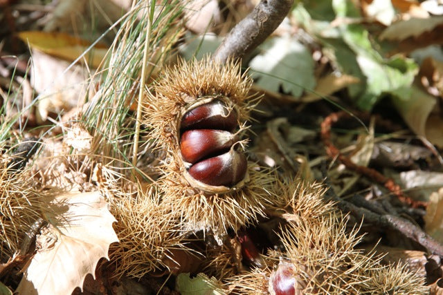 Open chestnut burrs with glossy brown chestnuts nestled among dry leaves and spiky husks on the forest floor.