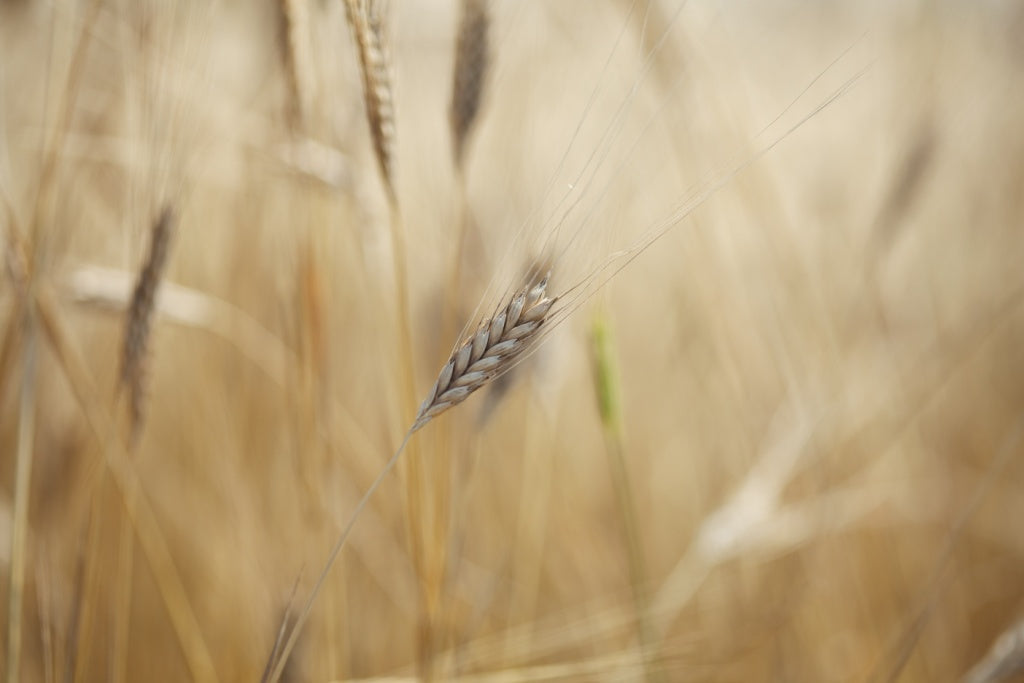Single golden einkorn wheat head close-up in a blurred field