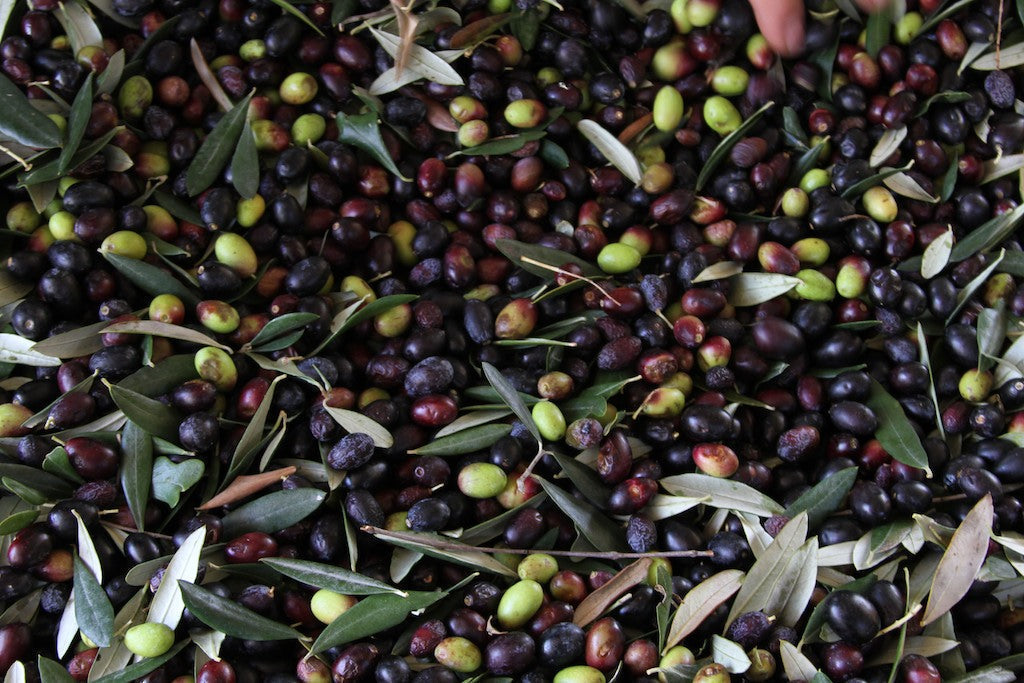 Mixed ripe and green olives with olive leaves from a recent harvest
