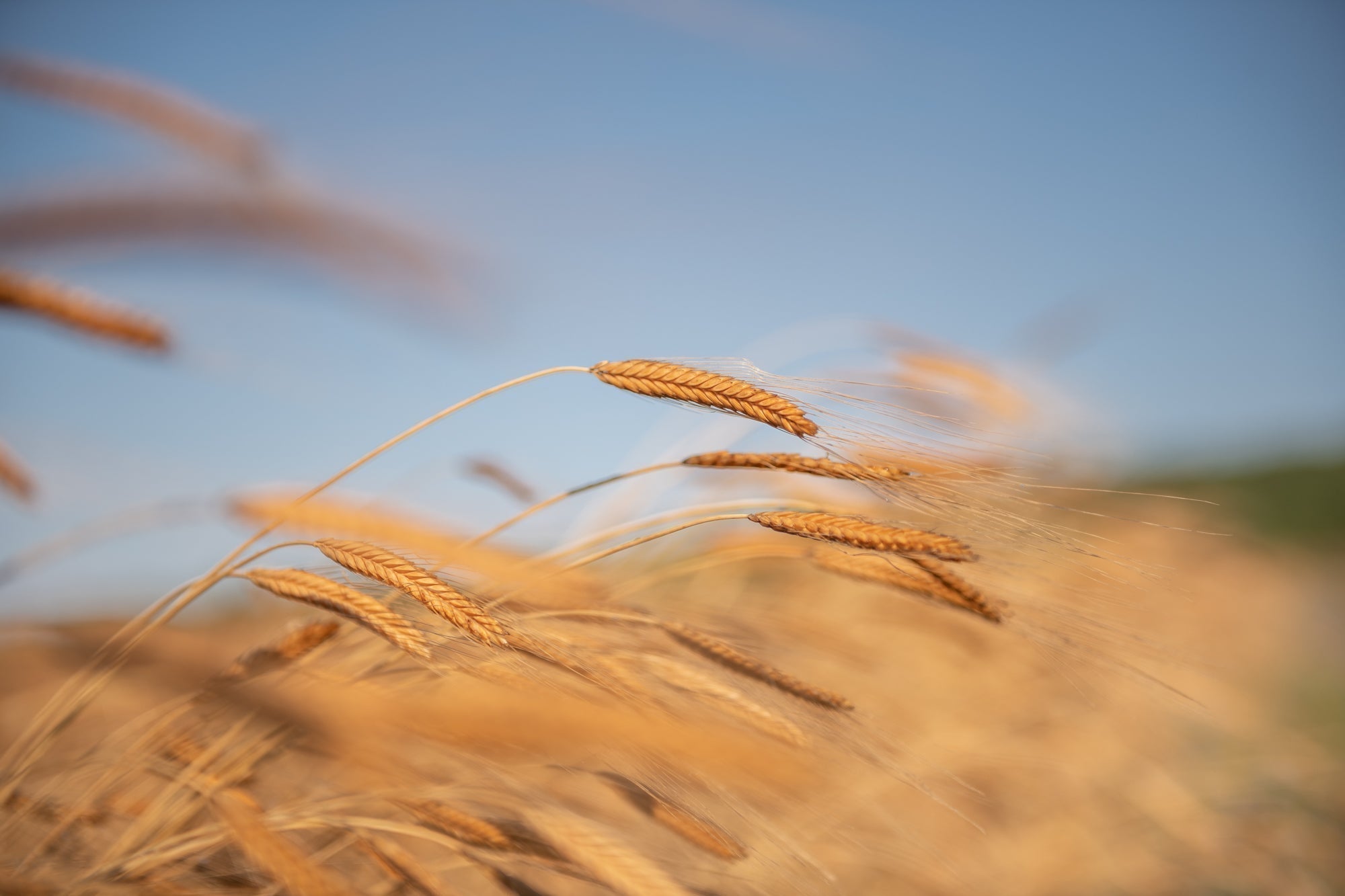 Golden einkorn wheat heads bending in a sunlit field with blue sky