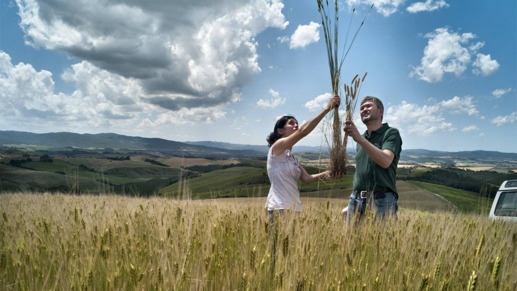 Two people standing in an einkorn wheat field comparing uprooted stalks of modern wheat verses einkorn wheat against rolling hills and cloudy sky.  The einkorn wheat is significantly taller.