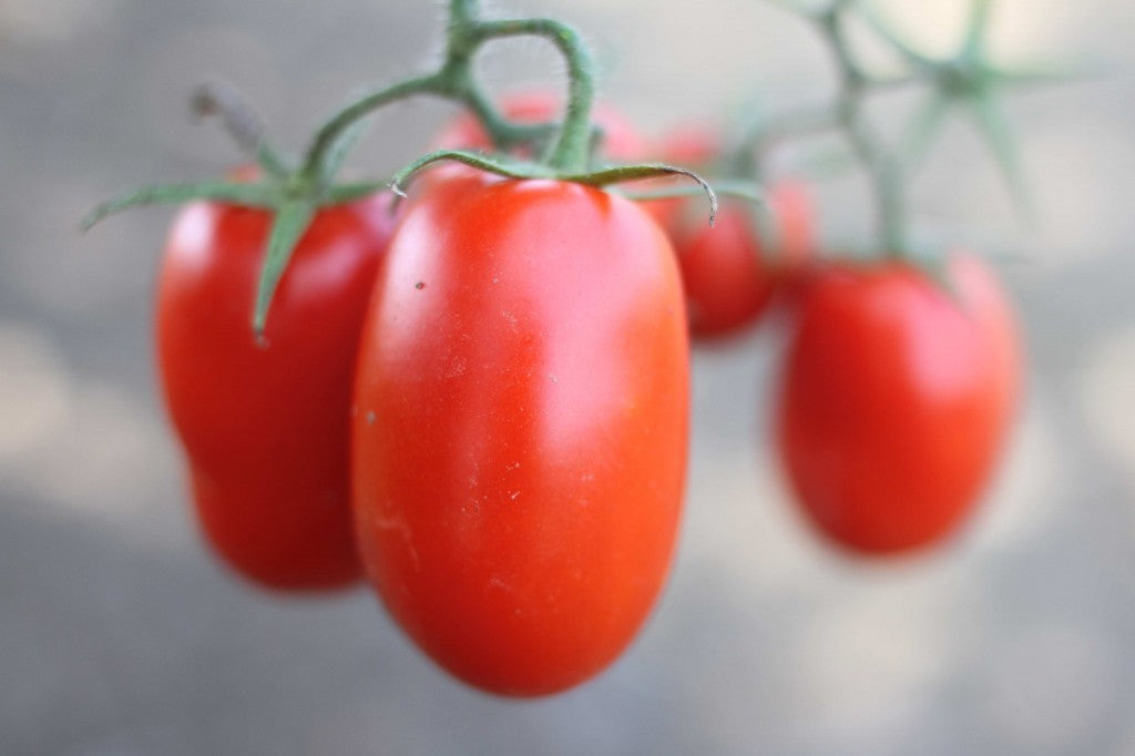 Ripe red plum tomatoes clustered on a green vine, close-up with shallow depth of field.