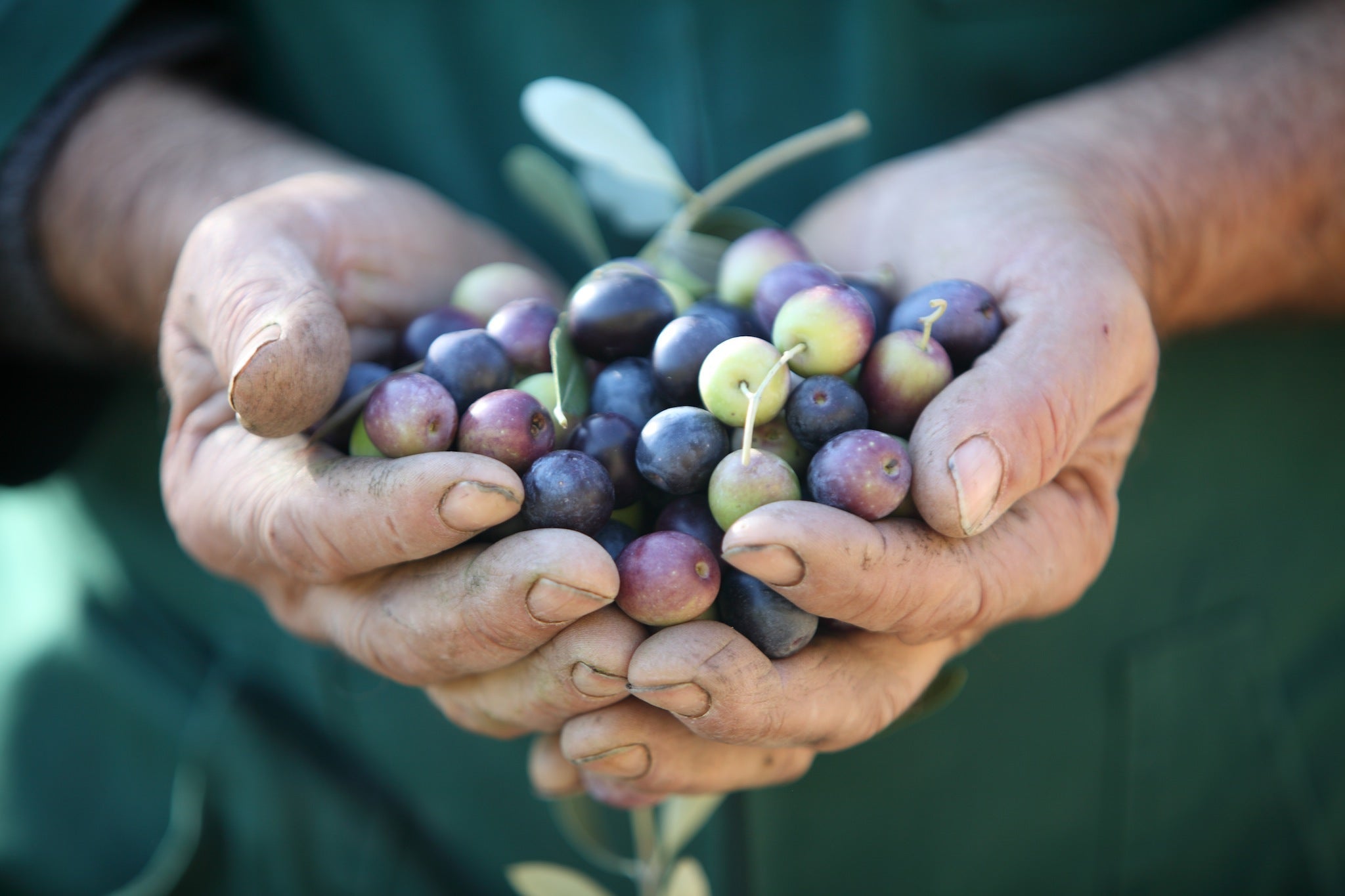 Weathered hands cupping freshly harvested green and purple olives, dirt under the fingernails and a few olive leaves.