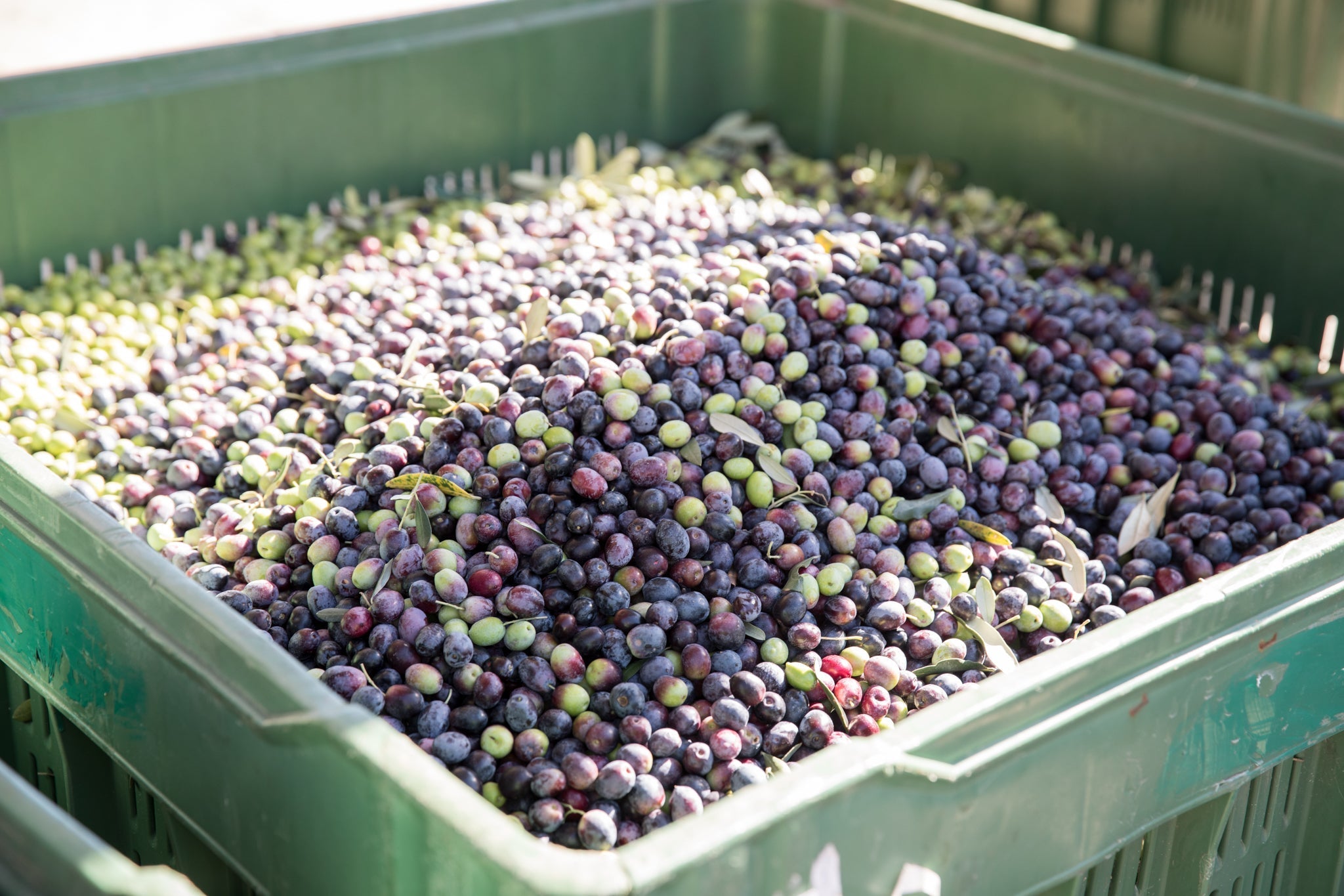 Bin of freshly harvested green and purple olives in a green plastic crate