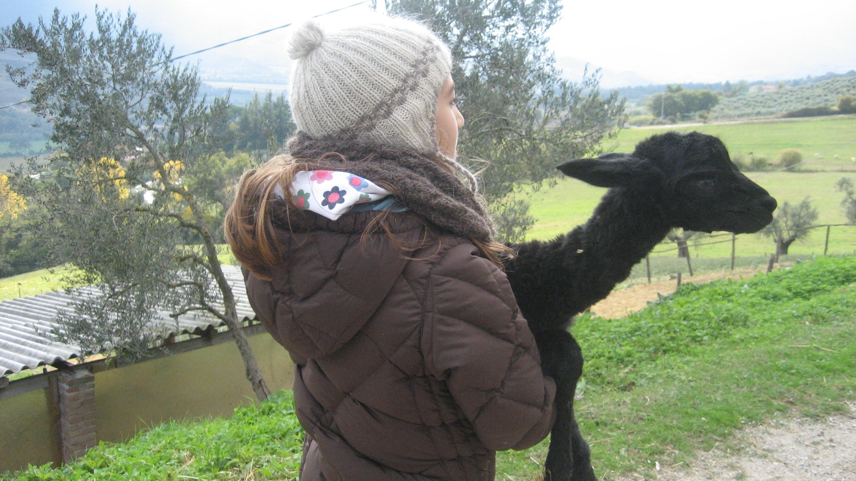 Person wearing a knit hat and brown coat holding a young black alpaca in a green pasture with olive trees.