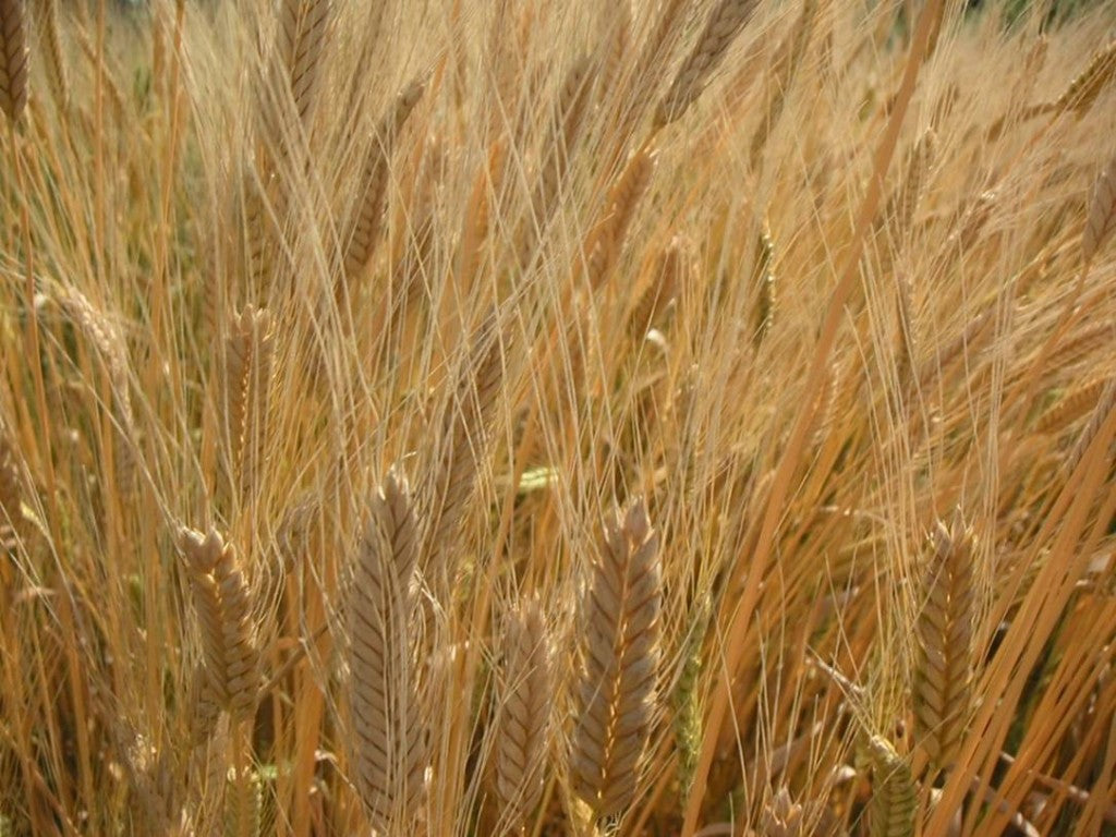 Golden heads of einkorn wheat in a close-up field, showing long awns and mature grain