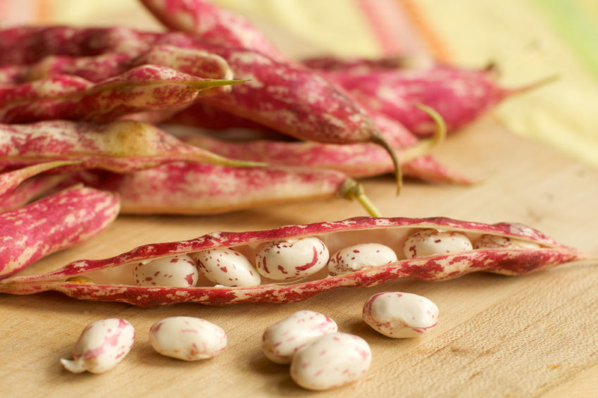 Open pink-speckled borlotti (cranberry) bean pod with several speckled beans spilled on a wooden board