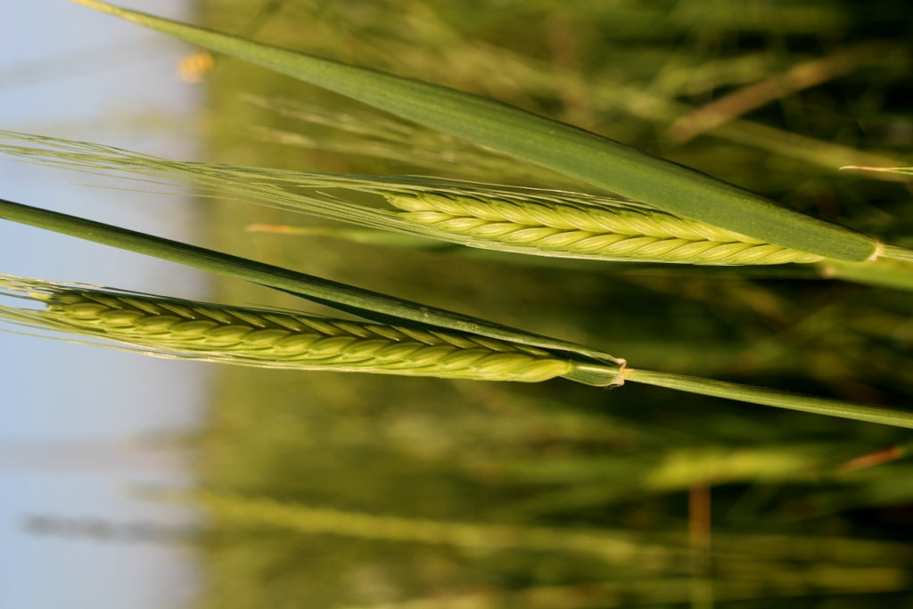 Close-up of einkorn wheat stalk (unripe spikes) in a sunlit field