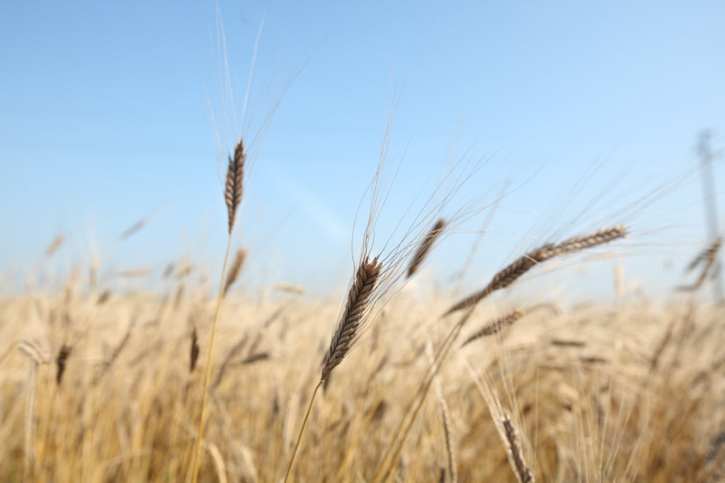 Close-up of golden einkorn wheat heads in a sunlit field beneath a clear blue sky