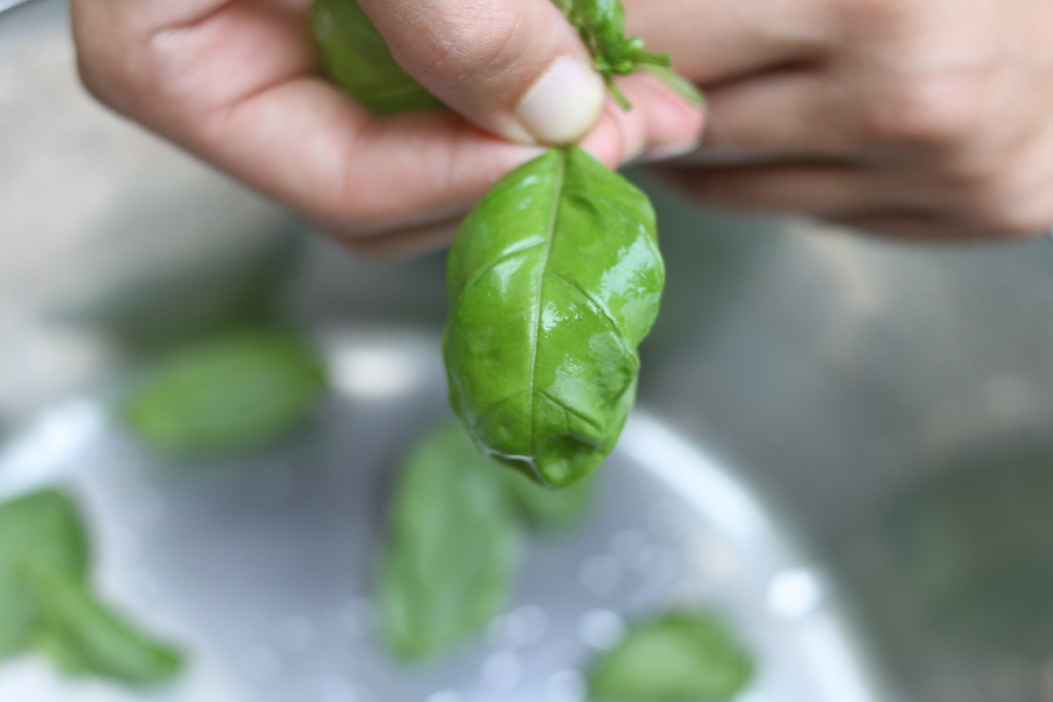 Hand holding a glossy basil leaf between thumb and forefinger above a bowl with washed basil leaves.