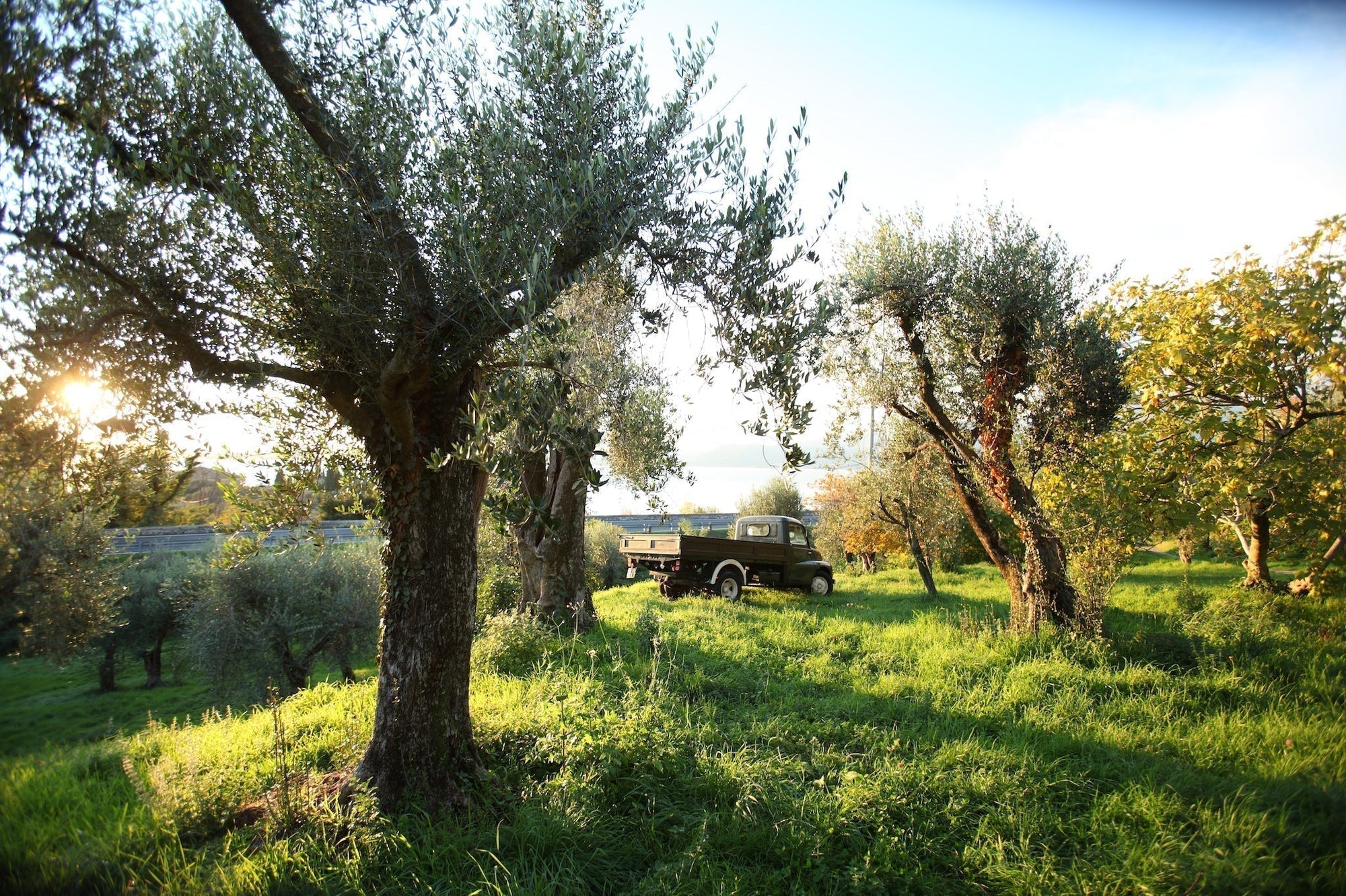 Olive grove on an Italian hillside bathed in late afternoon sun with a vintage pickup truck parked among the trees