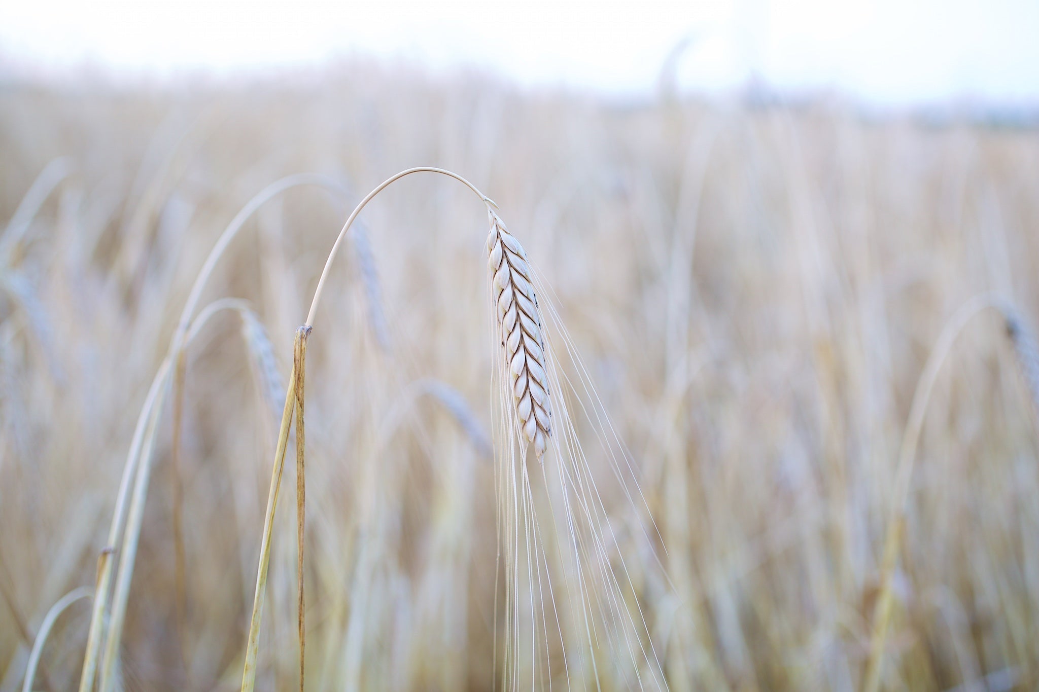 Single einkorn wheat stalk with long awns bending in a pale grain field, close-up