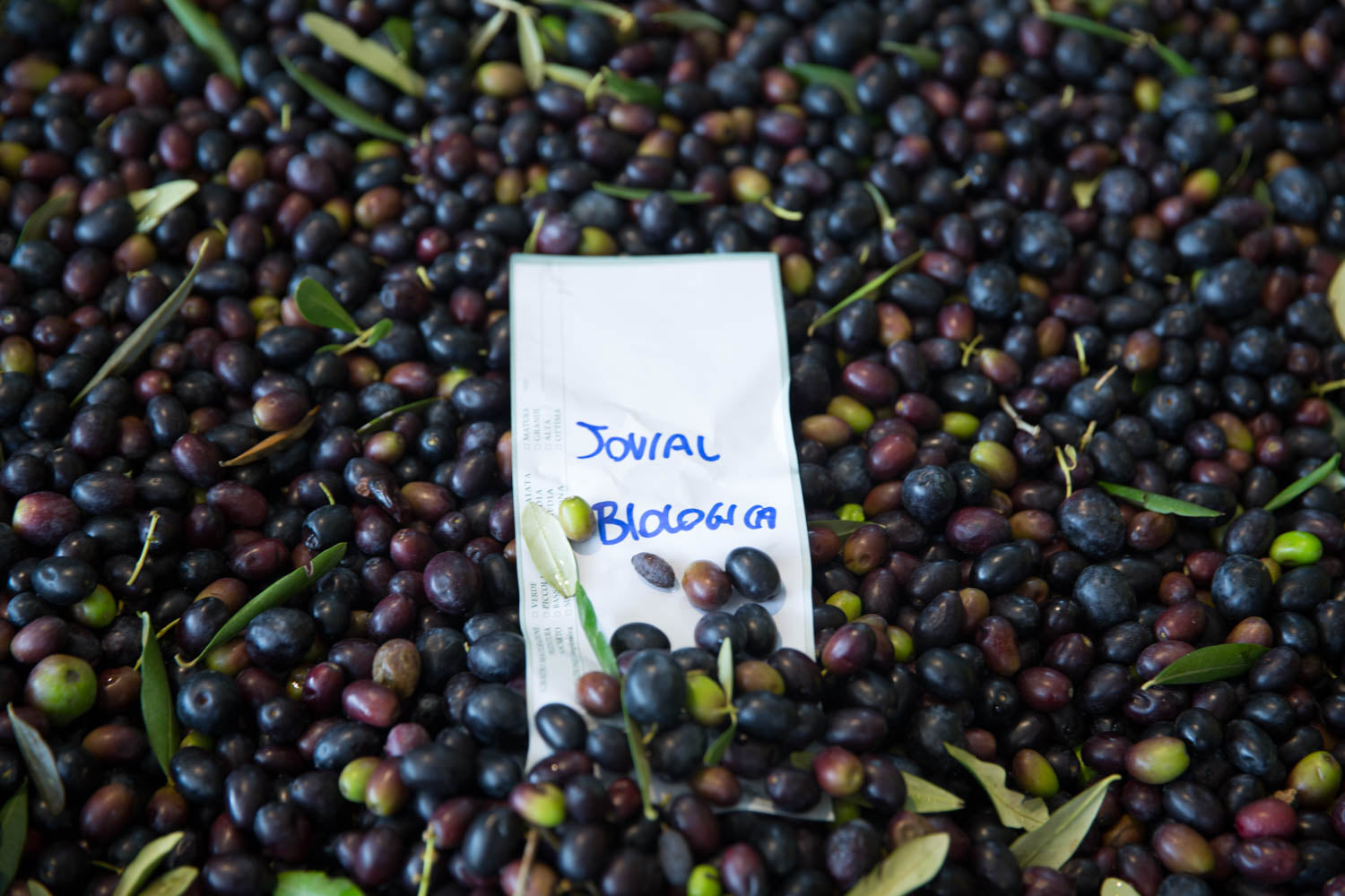 Pile of ripe olives with a paper label reading "Jovial Biologica" among olive leaves