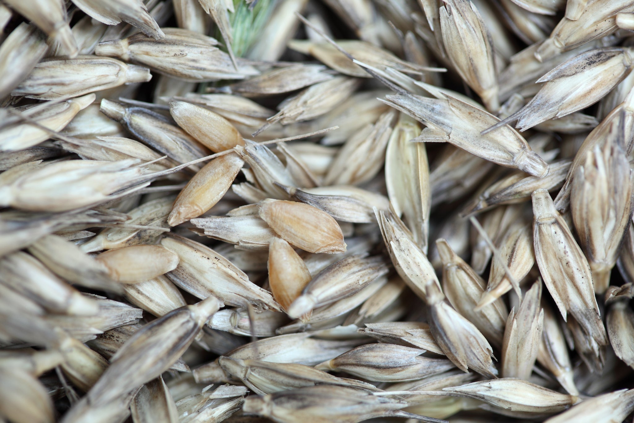 Close-up of whole grain einkorn kernels and intact husks, tan and beige