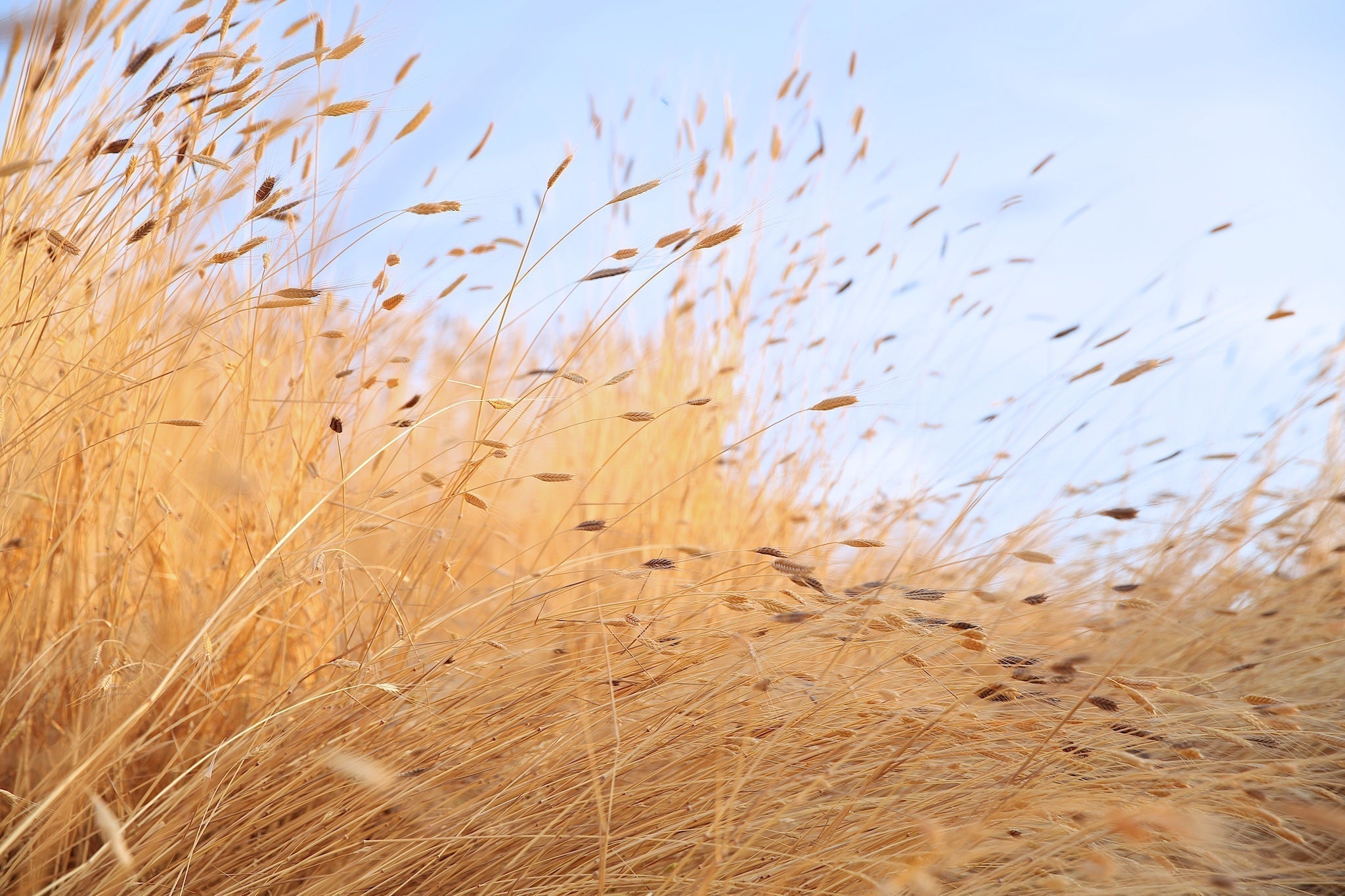 Jovial Einkorn harvest at Paolo’s farm: golden Einkorn stalks swaying under a pale blue sky