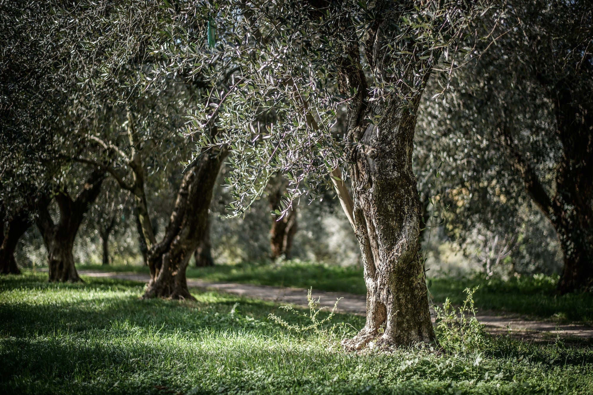 Jovial olive grove: sunlit trunks and branches of mature olive trees along a grass path.