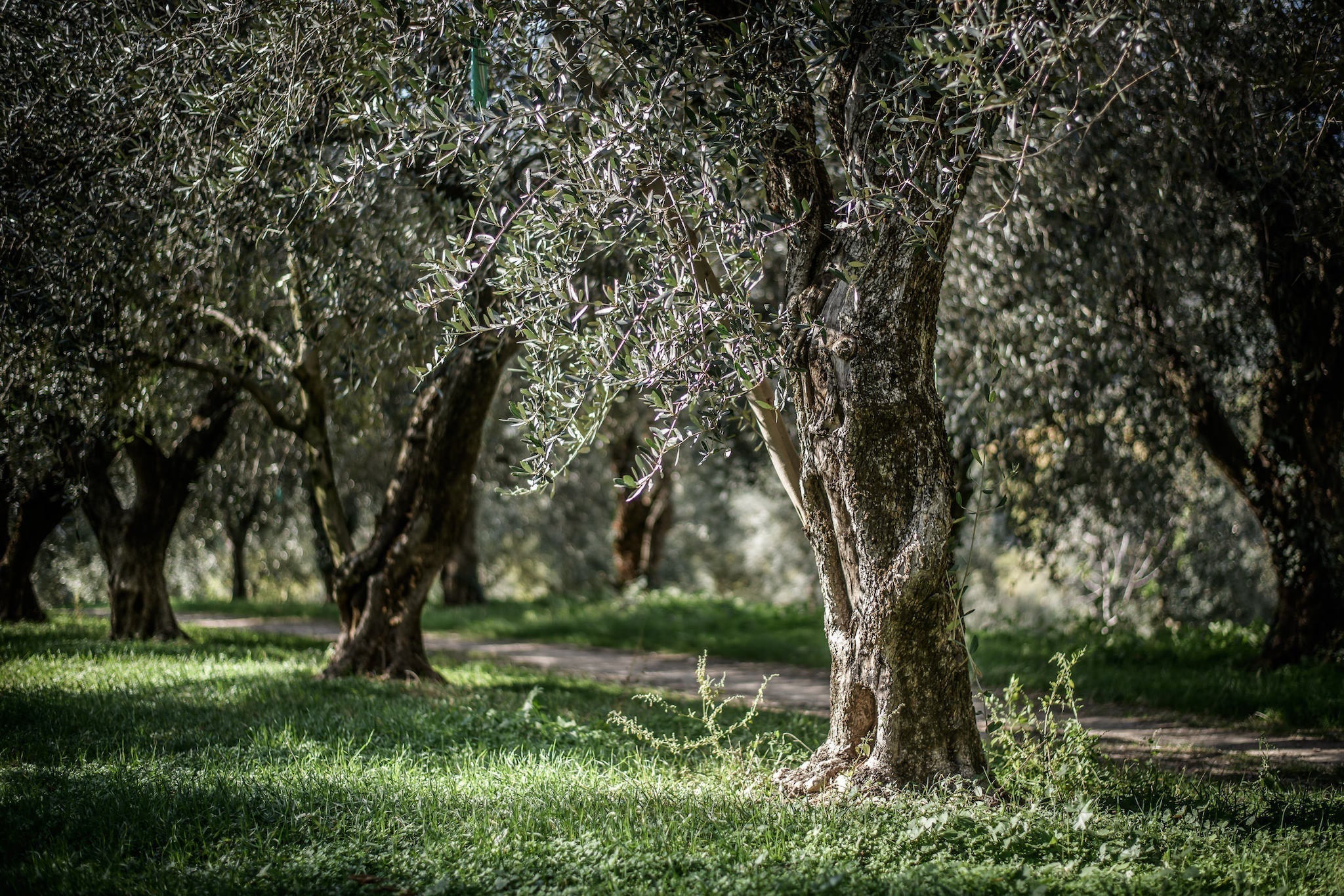 Jovial olive grove: sunlit trunks and branches of mature olive trees along a grass path.
