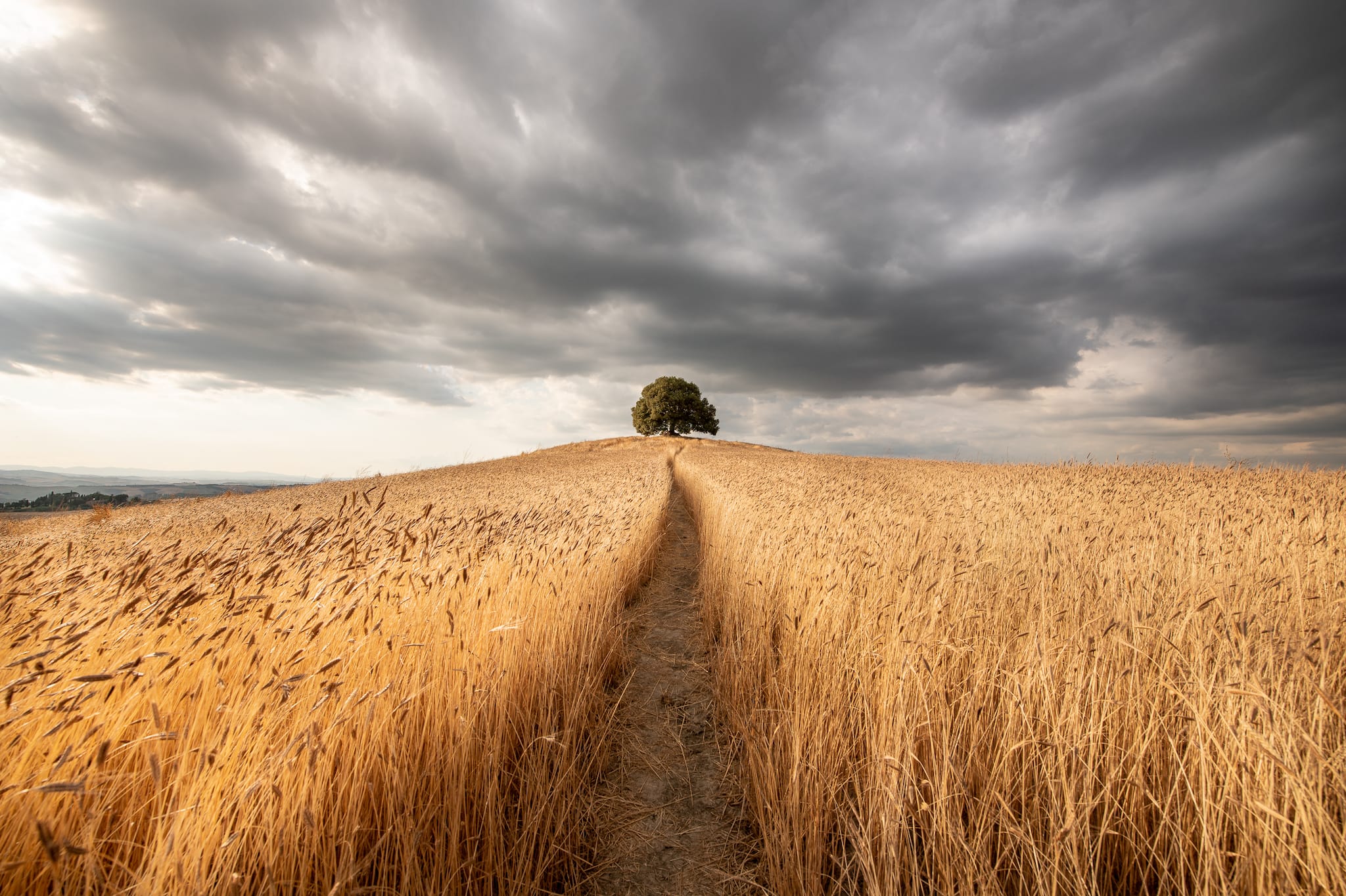 Path through golden einkorn wheat leading to a lone tree on a hill beneath dark storm clouds