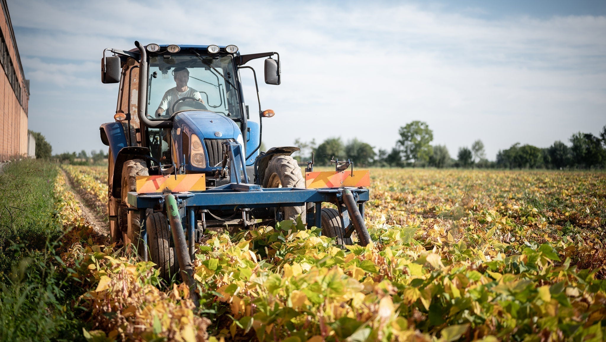 Blue tractor with operator driving a cultivator through a sunlit field of bean plants.