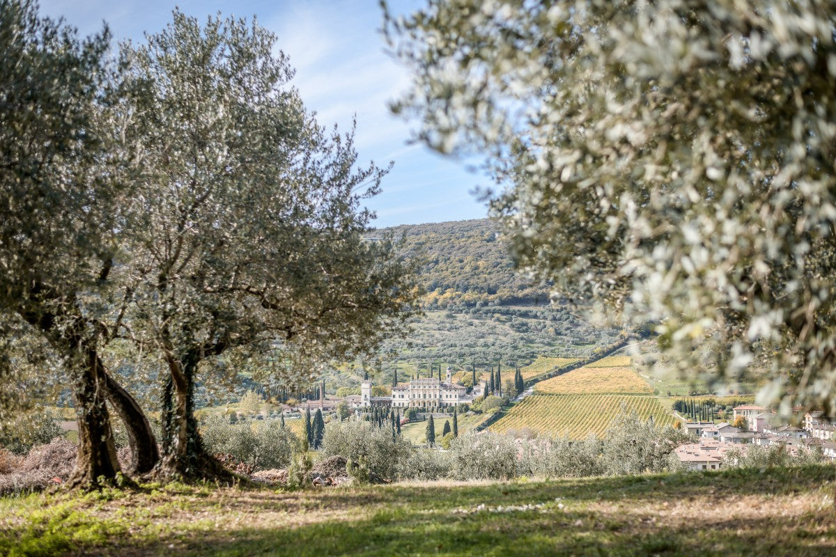 Olive trees framing a sunlit Tuscan valley with vineyards and a distant villa