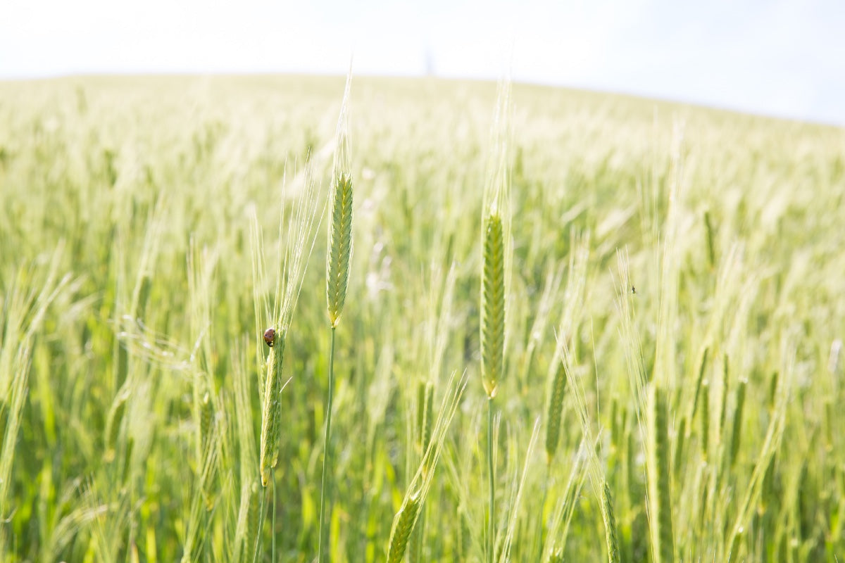 Green einkorn wheat stalks in a sunlit field with a ladybug clinging to one ear, shallow depth of field.