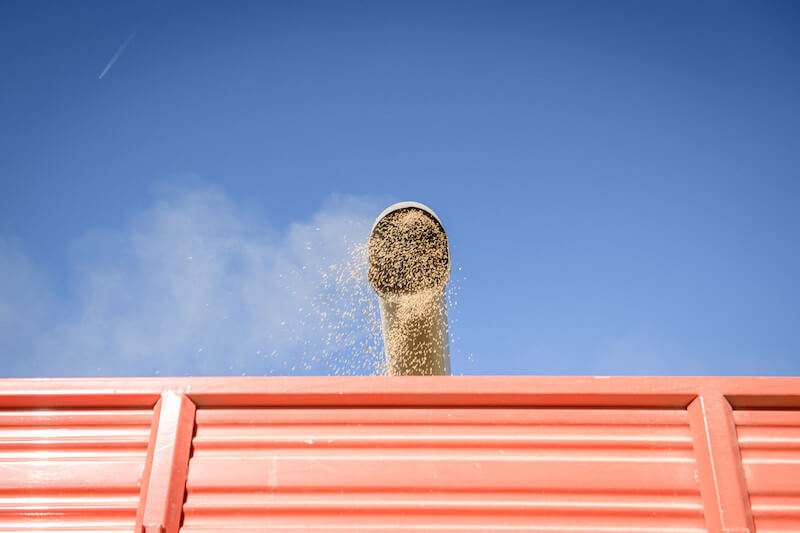 Brown rice grain pouring from an auger into the bed of a red truck against a clear blue sky