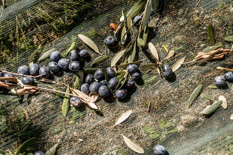Organic olives laid on a green harvest net with leaves at a small Italian olive farm