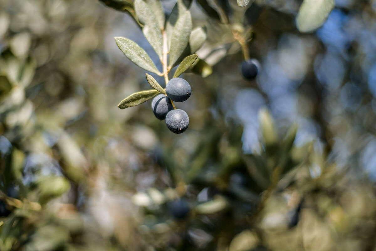 Ripe black olives hanging from a branch in a sunlit Veneto olive grove