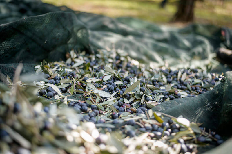 Freshly picked olives and olive leaves collected on a green harvest net in an olive grove