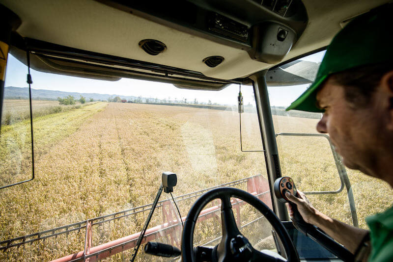Farmer driving a combine harvester across a brown rice field at harvest