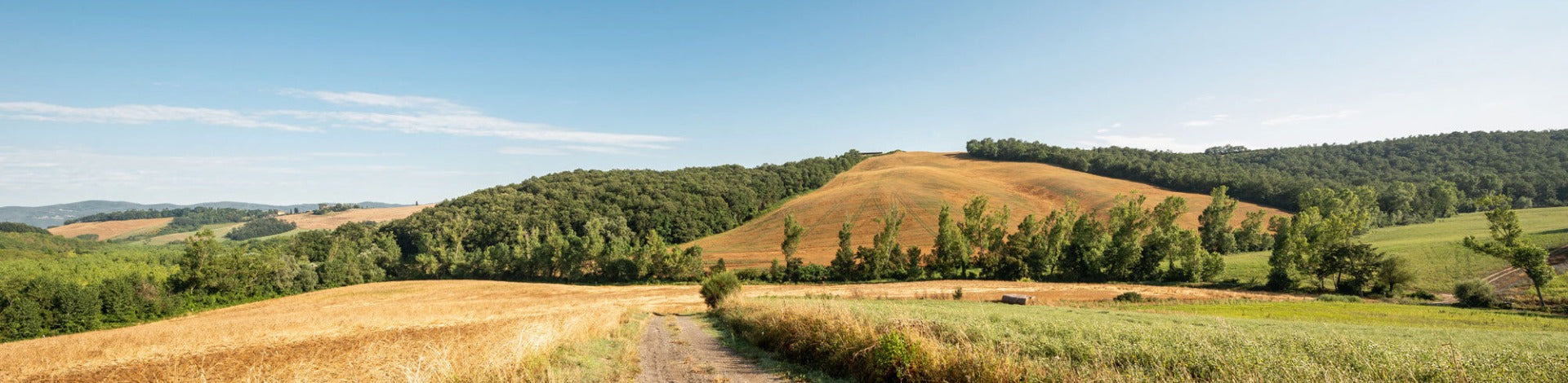 Organic einkorn wheat fields stretching across rolling hills with tree-lined ridges under a blue sky