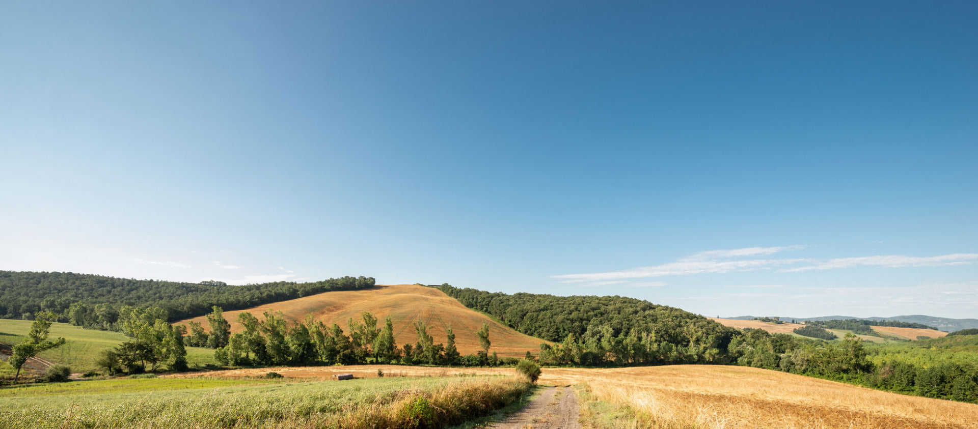 Rolling golden grain fields with a dirt path and rows of trees beneath a clear blue sky