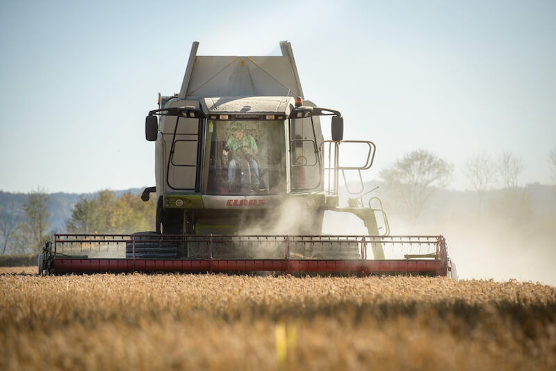 Combine harvester harvesting brown rice in a golden field on a sunny day