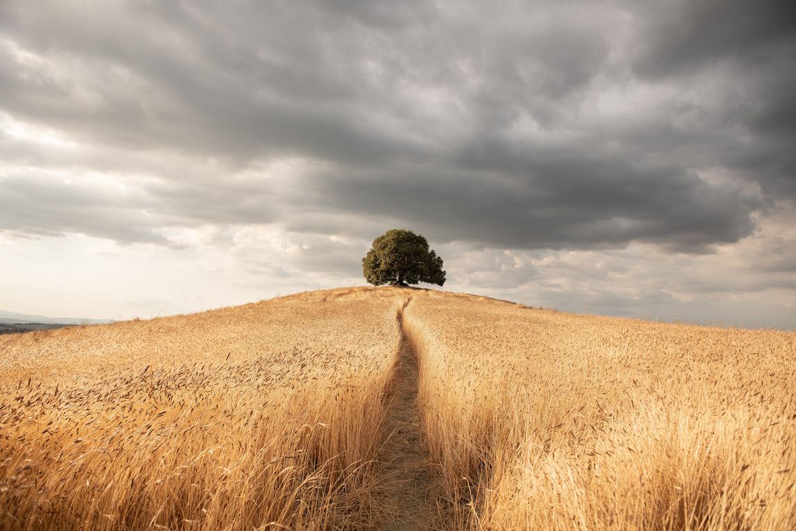Path through a golden organic Einkorn wheat field leading to a lone tree beneath dramatic storm clouds
