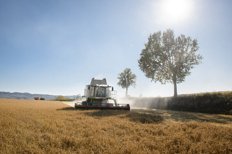 Combine harvester harvesting a golden brown rice field under a bright sun with trees in the background