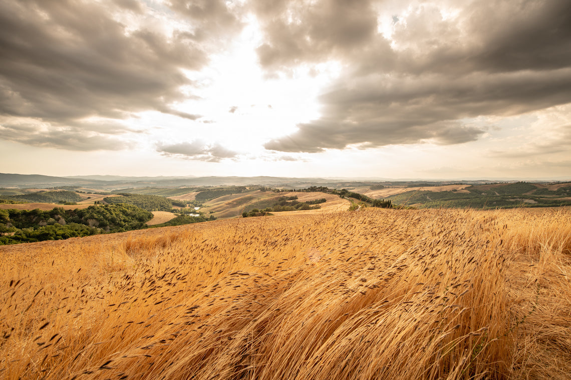 Organic einkorn field swaying in the wind with rolling hills and a dramatic cloudy sky