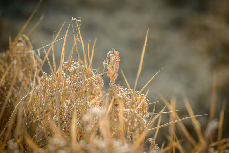 Close-up of brown rice stalks in a sunlit Italian farm field showing mature golden grains