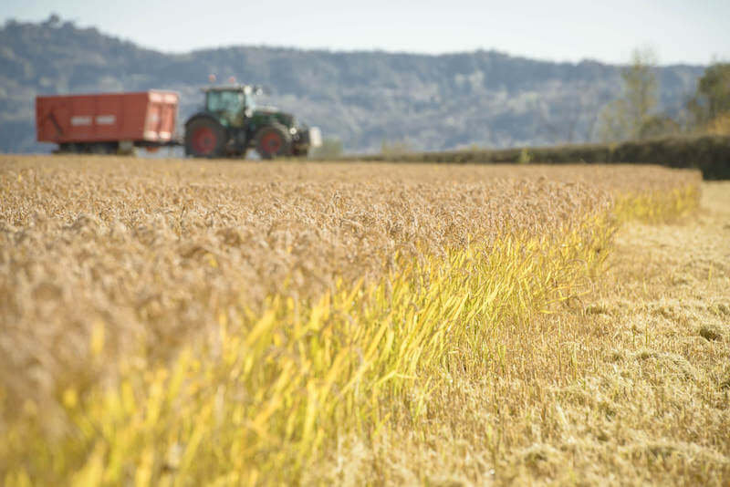 Tractor harvesting a golden brown rice field with rolling hills in the background