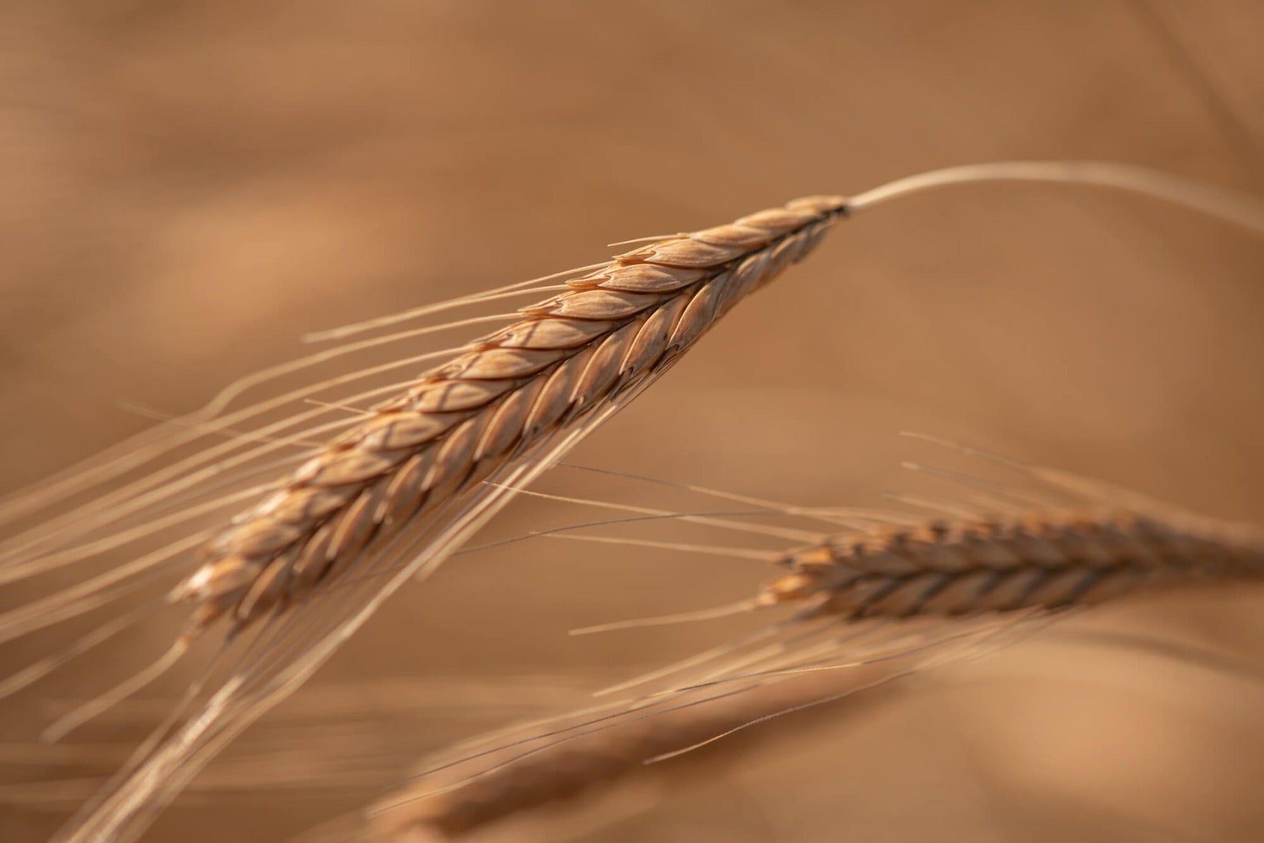 Einkorn wheat head photographed close-up in a sunlit organic field showing golden grain and long awns