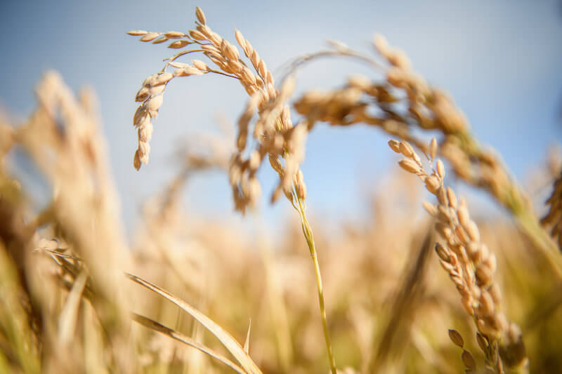 Close-up of brown rice heads ripening in a sunlit Italian field