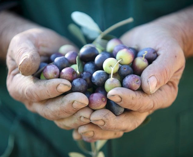 Hands holding freshly harvested organic Italian heirloom olives