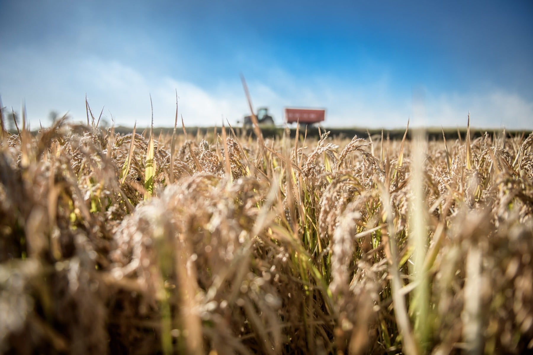 Organic brown rice field with ripe grain in foreground and a tractor harvesting in the distance under a clear blue sky