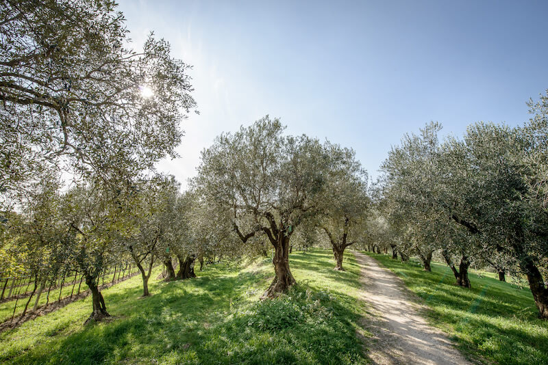 Sunlit olive grove with gnarled trees flanking a dirt path on a small organic farm