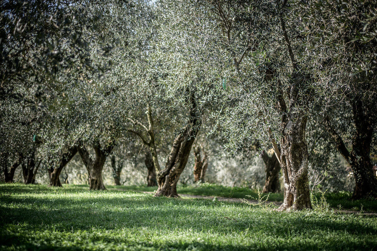 Olive trees in a sunlit grove in the Veneto region, gnarled trunks and grass under dappled shade