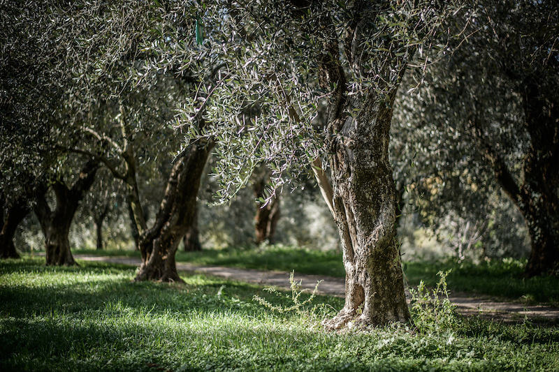 Sunlit Italian olive grove with gnarled tree trunks and a grassy path