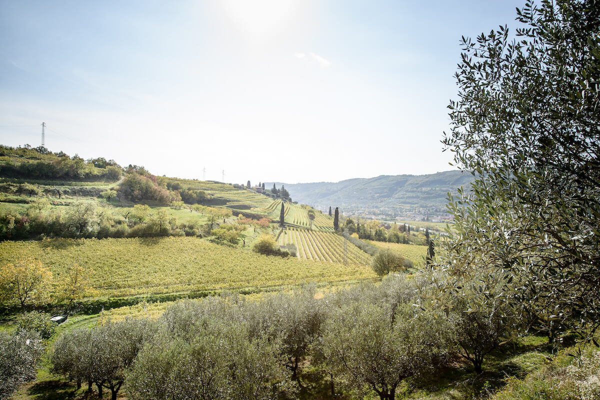 Sunlit olive groves and vineyards spread across rolling hills in a rural Italian valley