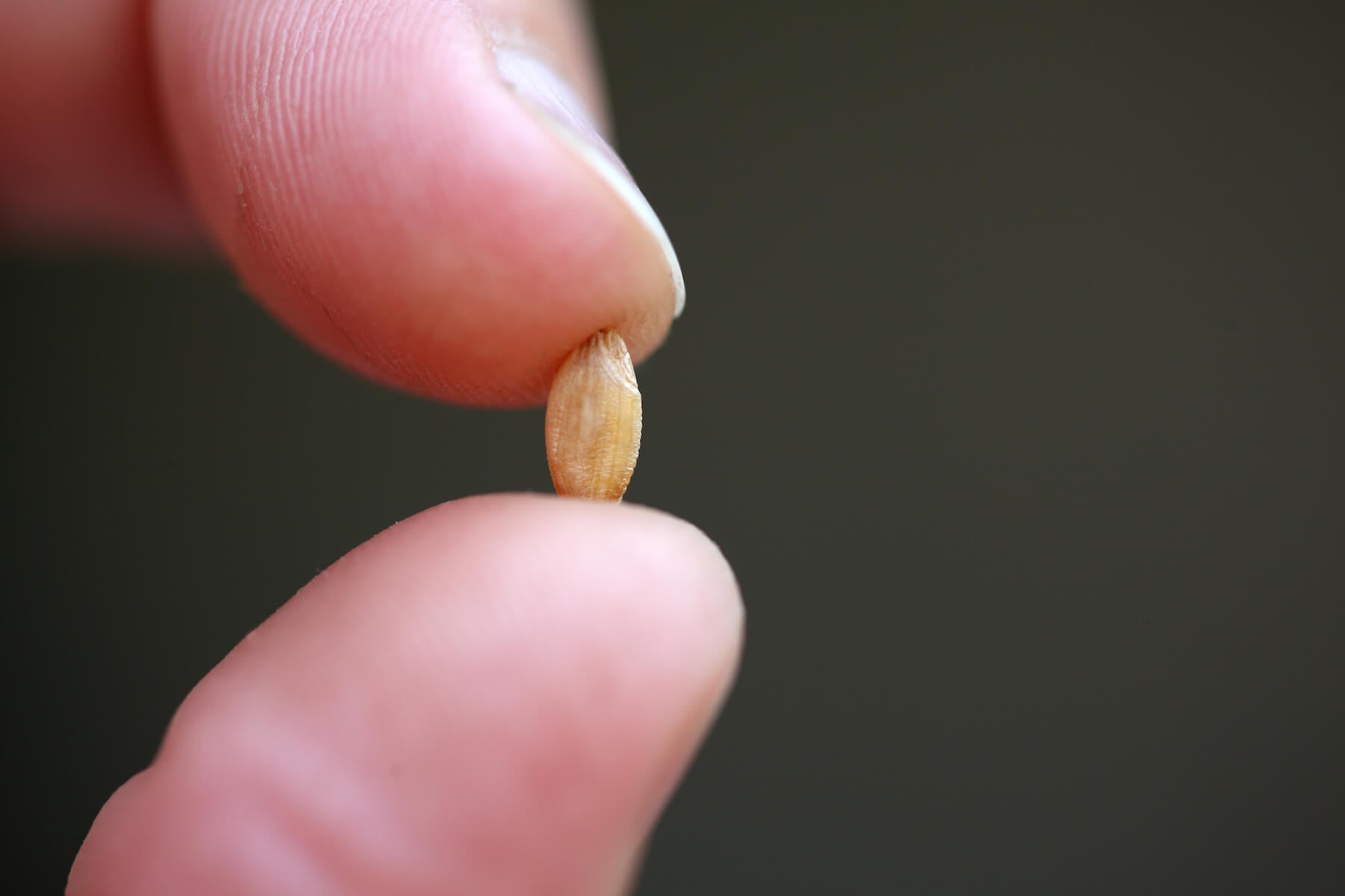 Close-up of single einkorn grain held between fingertips, small golden kernel against blurred dark background