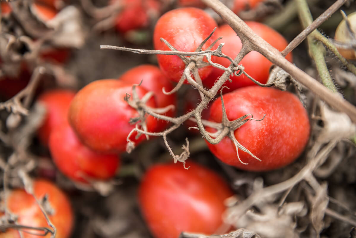 Ripe red tomatoes on the vine among dry stems in an organic farm field