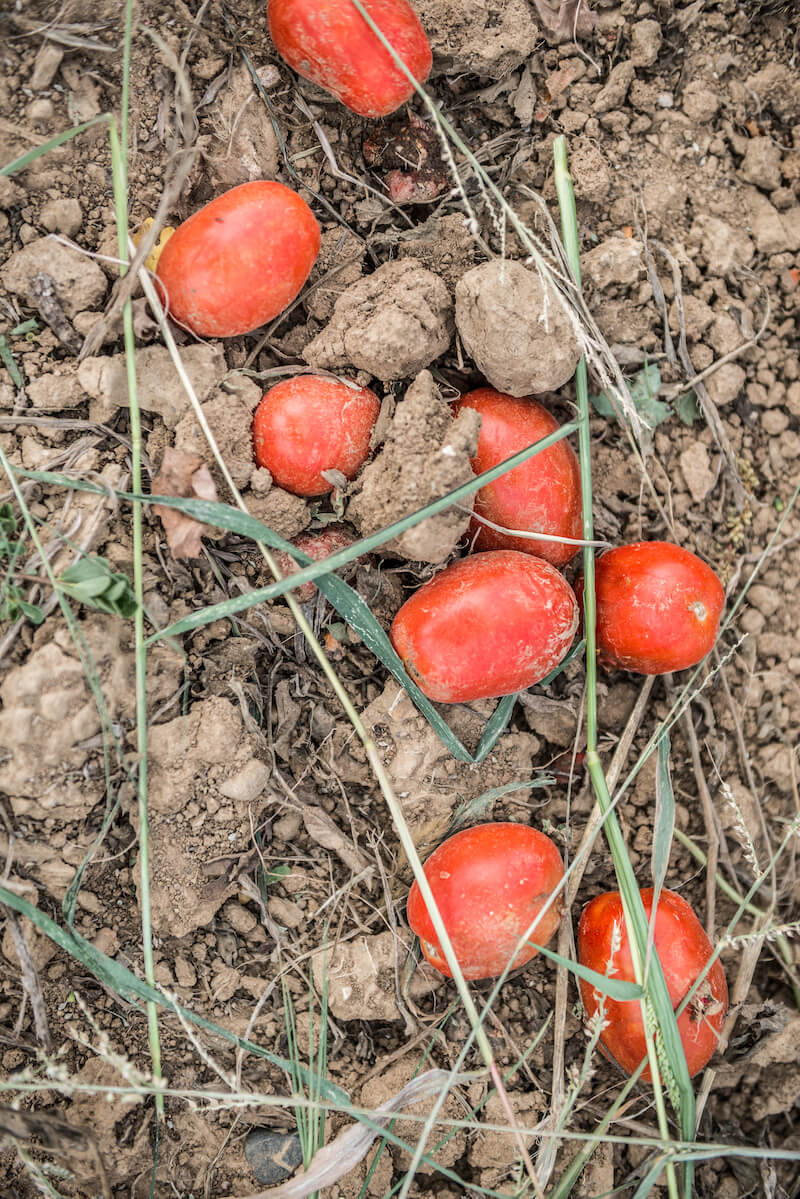 Ripe red tomatoes lying on dry soil and grass in an organic farm field