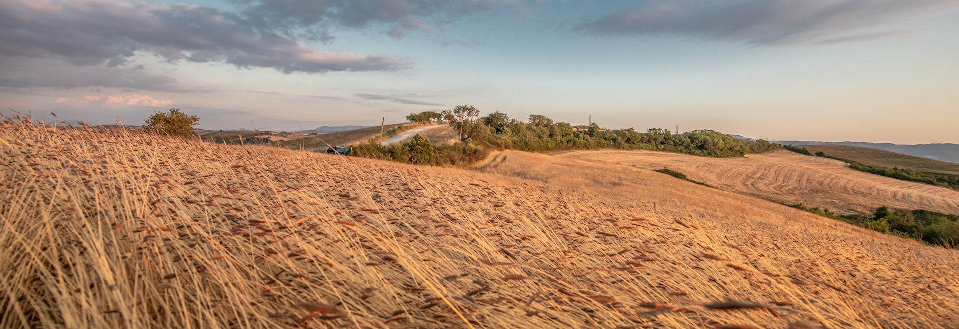 Golden organic einkorn wheat field swaying across rolling hills at sunset